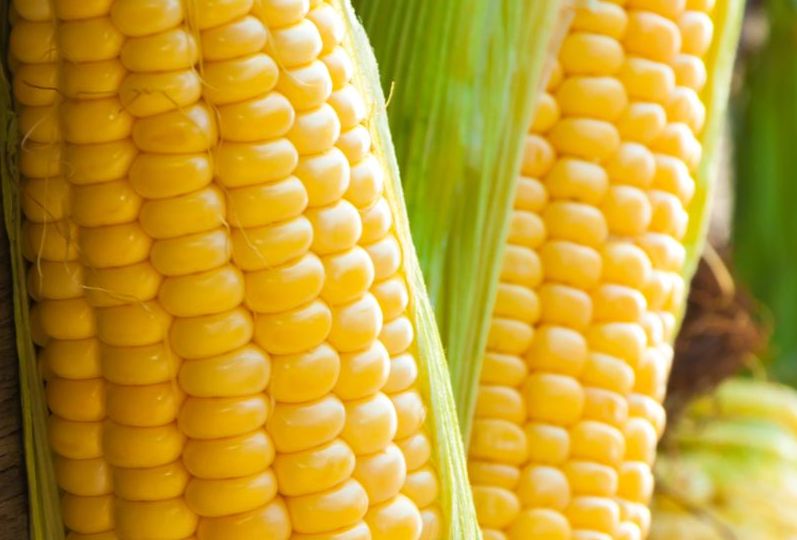 Agriculture Technology Avenue Aflatoxin in corn