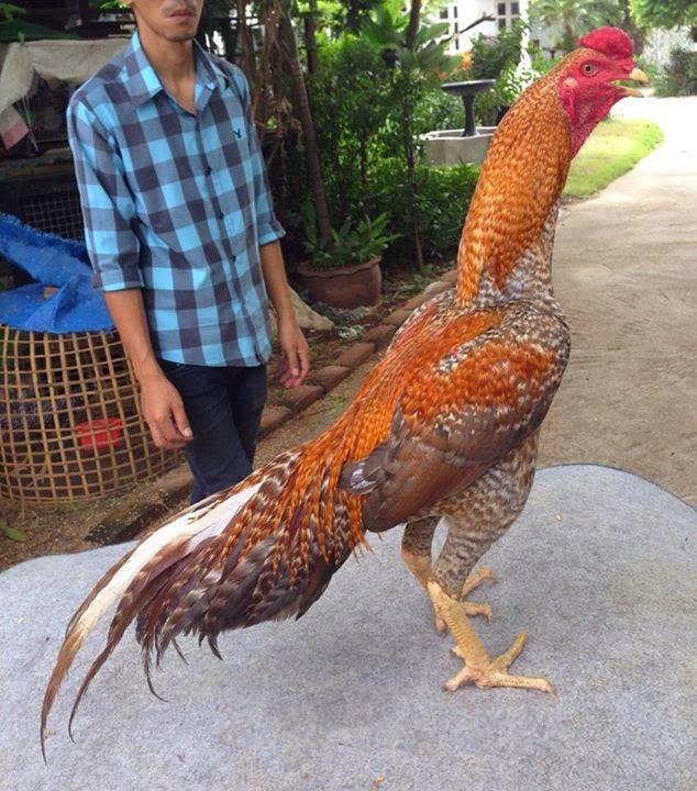 Gambar Ayam Bangkok Bagus | Ayam Juara