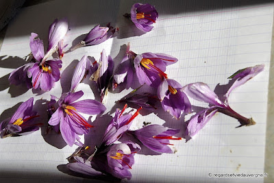 fleur de safran, crocus Sativus