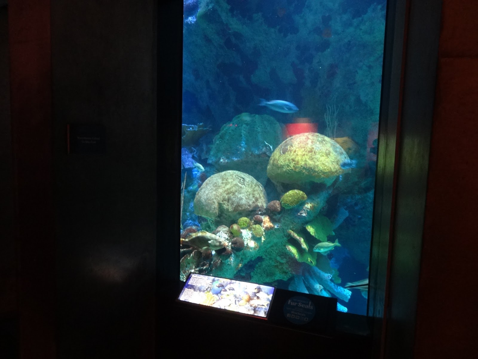 Miquelli S Amerikablog Activiteit New England Aquarium Boston Massachusetts