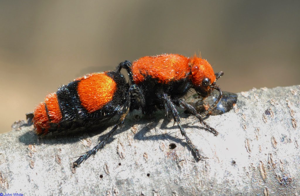 Amazing Animals Pictures The Red Velvet Ant or Eastern Velvet Ant or