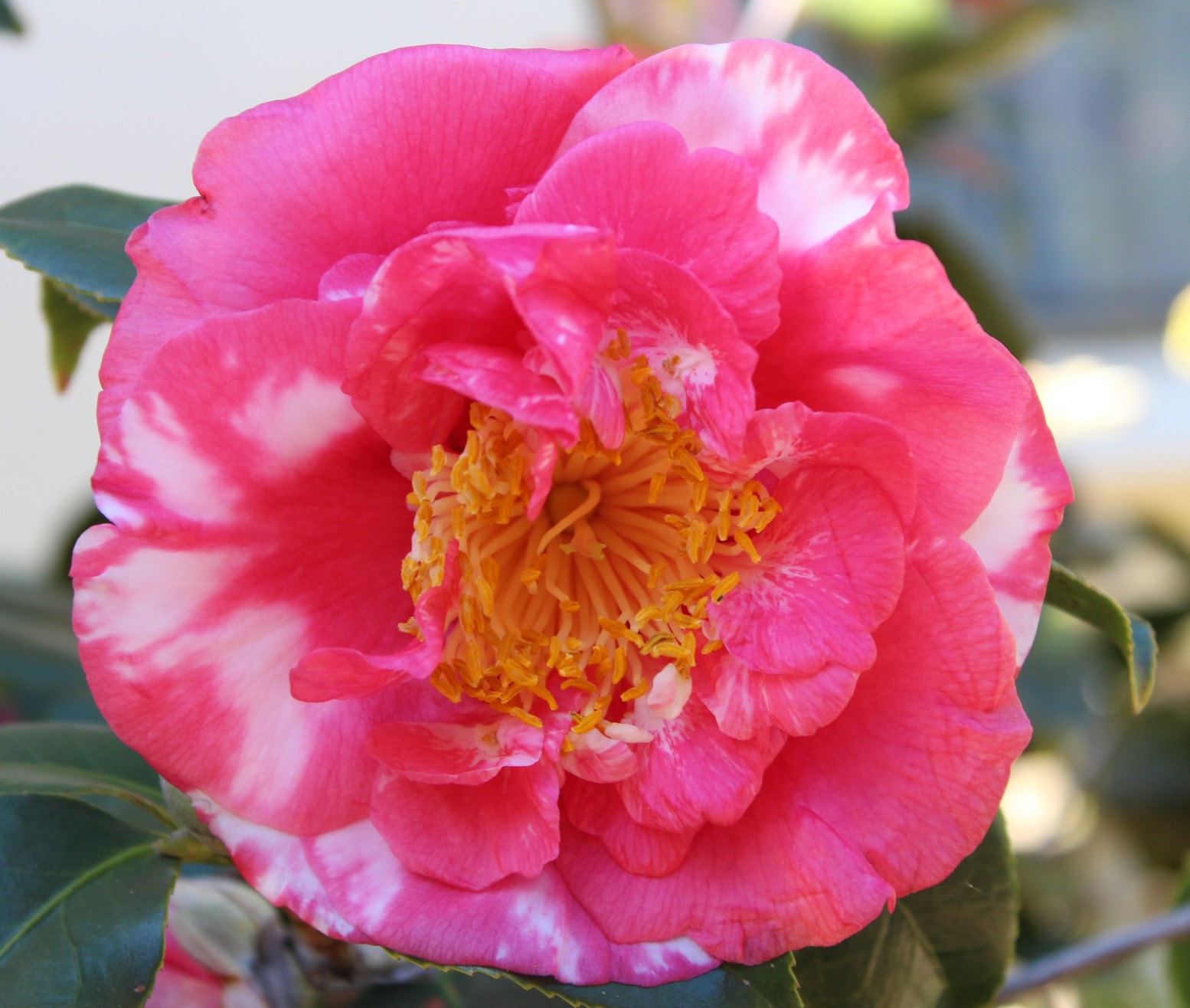 A Charlotte Garden The Plants