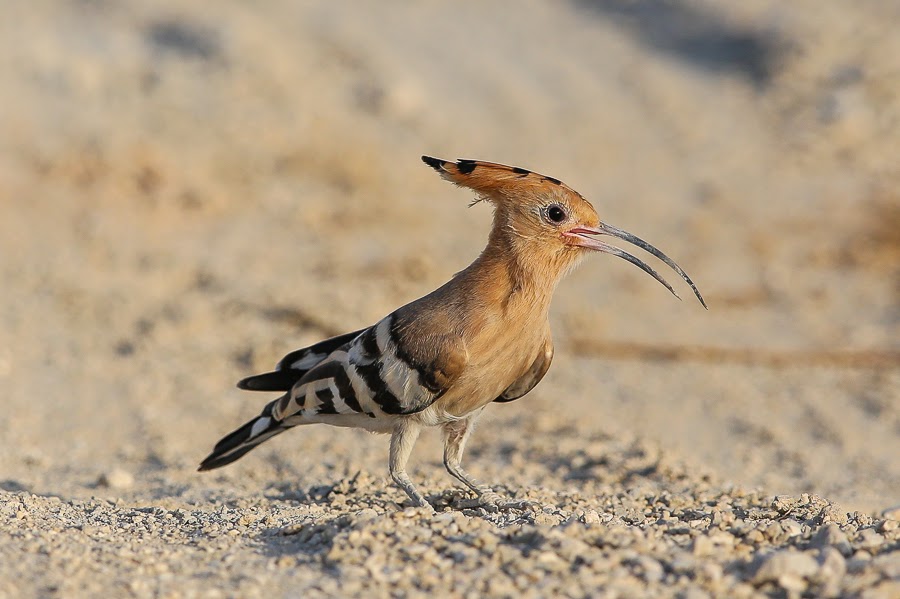 Birds of Saudi Arabia: Eurasian Hoopoe – Dhahran Hills