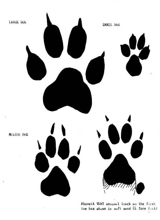Anomalous Observational Phenomena The 2009 Gympie "Big Cat" Tracks