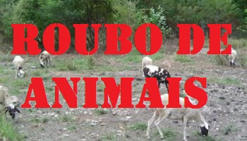 FURTO DE ANIMAIS EM IGUATU-CE Resultado de imagem para FURTO DE ANIMAIS ovelhas