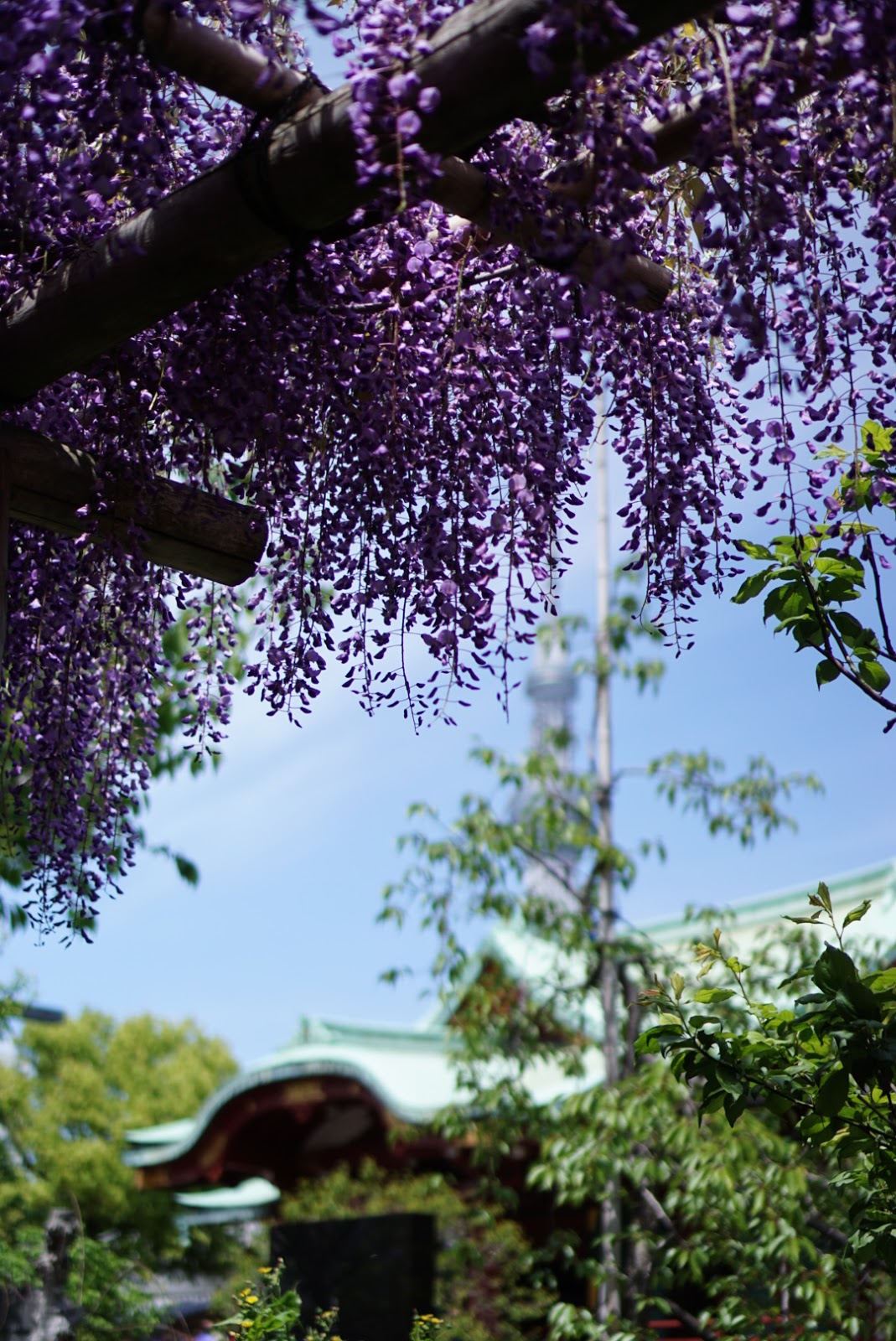 ぽん ぽん ぐー 亀戸天神藤まつり