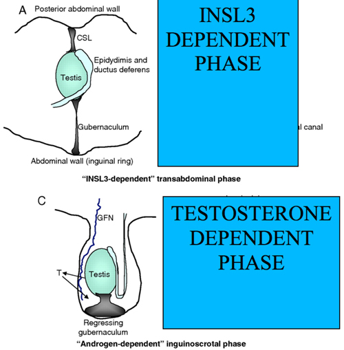 Hello USA testicular hypofunction