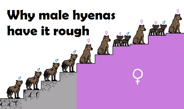 Why Male Hyenas Have it Rough #video - Visualistan