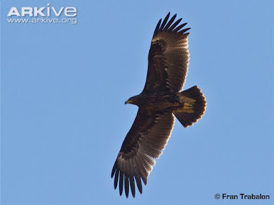 Greater spotted Eagle