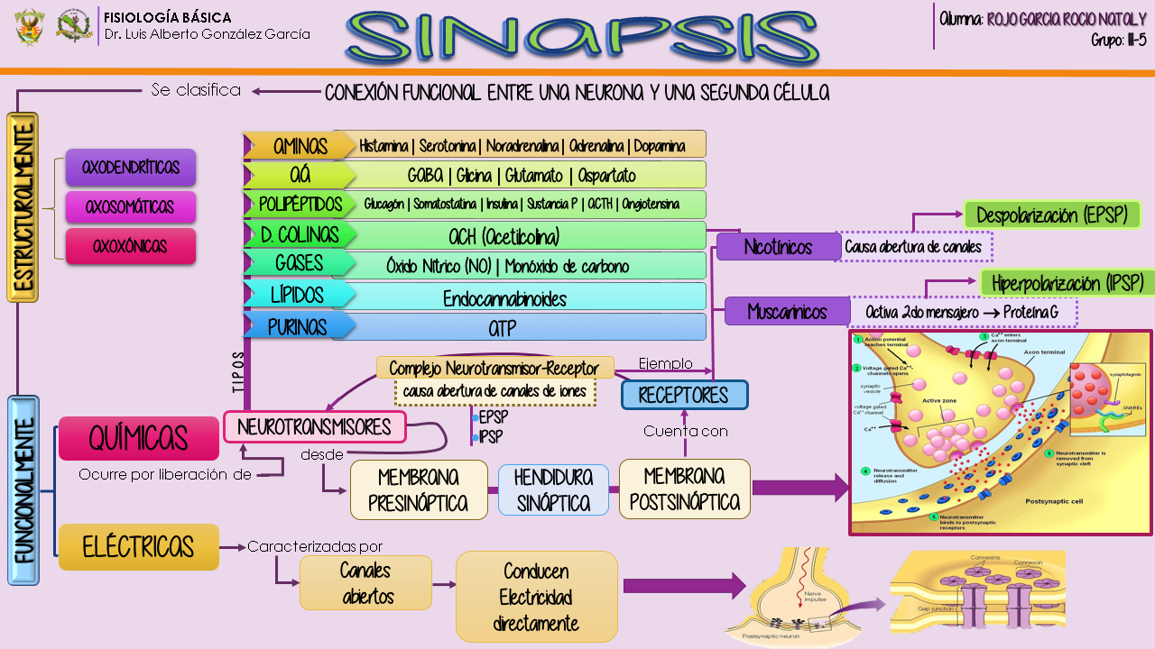 Fisiología ROGAR: SINAPSIS Y NEUROTRANSMISORES