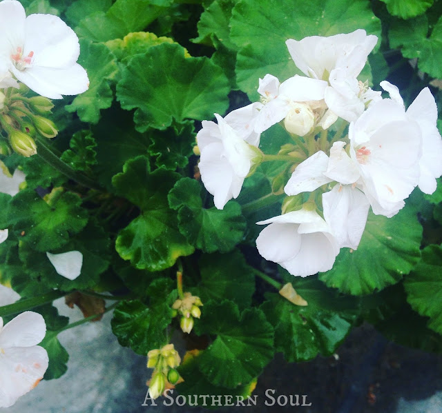 A Southern Soul When to plant flowers outside, container gardens and