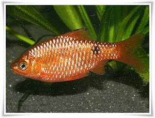 Barb Fish Animal Pictures