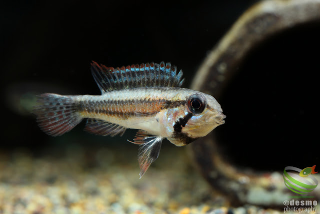 Apistogramma cf. diplotaenia