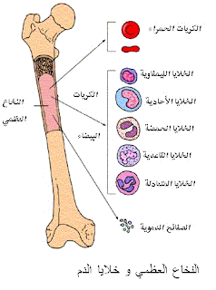 علاقة الوقت بالجسم  %D8%A7%D9%84%D9%86%D8%AE%D8%A7%D8%B9