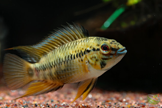 Apistogramma sp. Pacman from rio guaviare