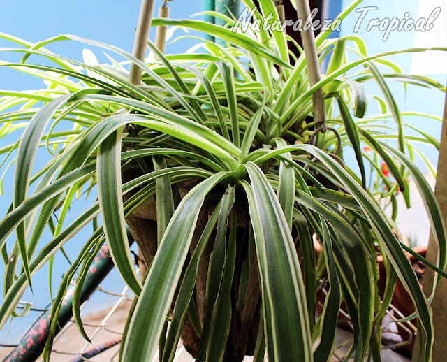 Foto de una cinta, Chlorophytum comosum variegatum