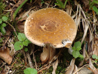 Amanita rubescens DSC60619