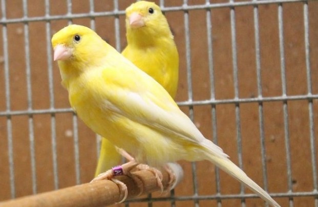 Obat Untuk Burung Kenari Sakit Mata Kicau Mania