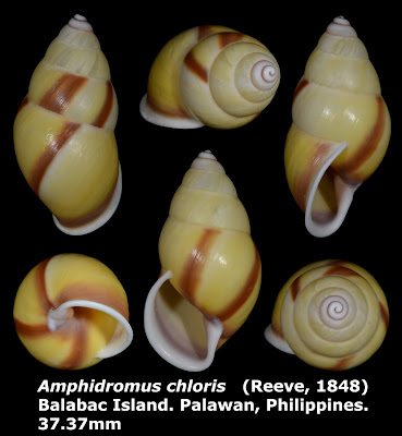 Amphidromus chloris 37.37mm