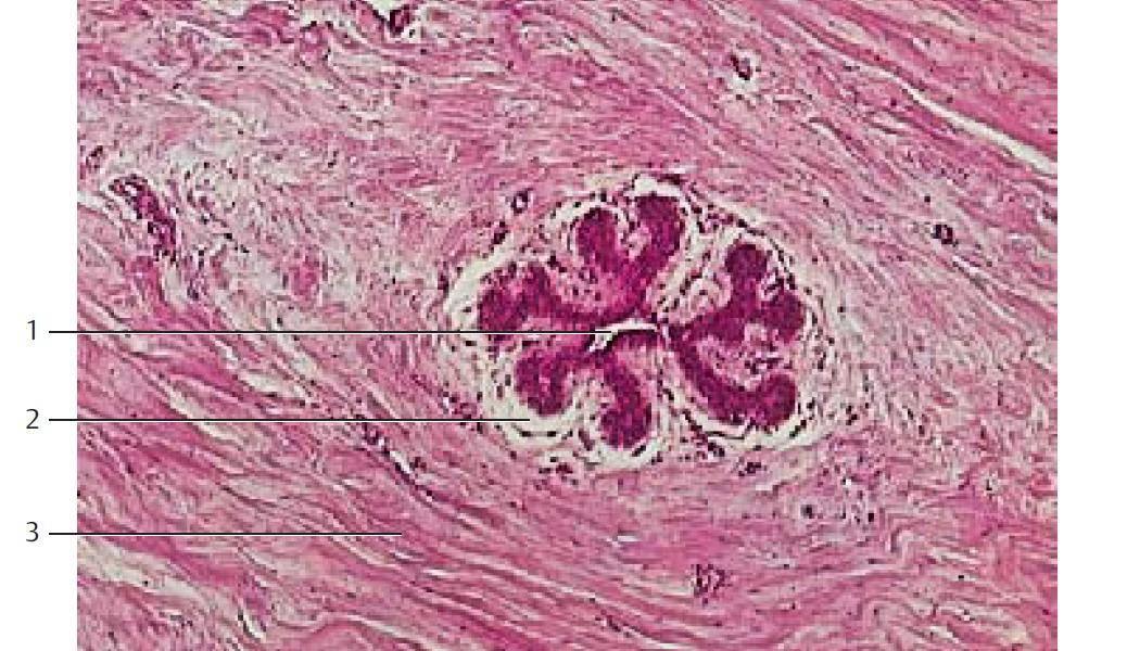 De Histology Mammary Gland (Histology)