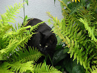 Panzer the cat