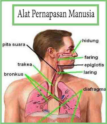 Gambar 8 Alat  Pernapasan  Manusia Beserta Fungsinya 