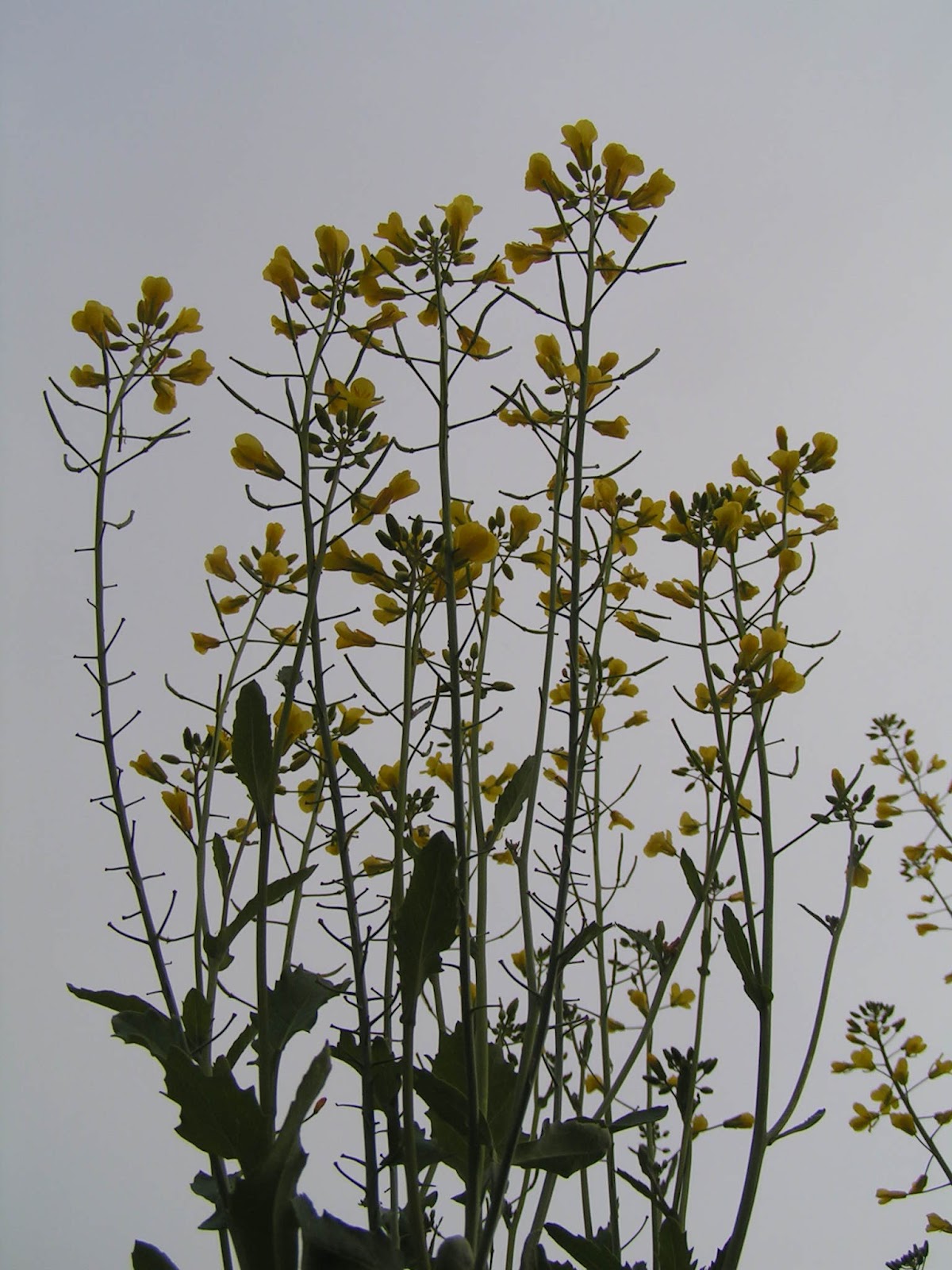 Frugal Home and Health Flowering and seeding kale (saving kale seeds