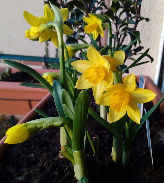 Narcisos Tête à Tête (Narcissus spp.).