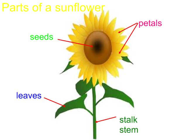 Parts of a sunflower diagram parts of a car diagram parts of a sunflower diagram parts of a car diagram