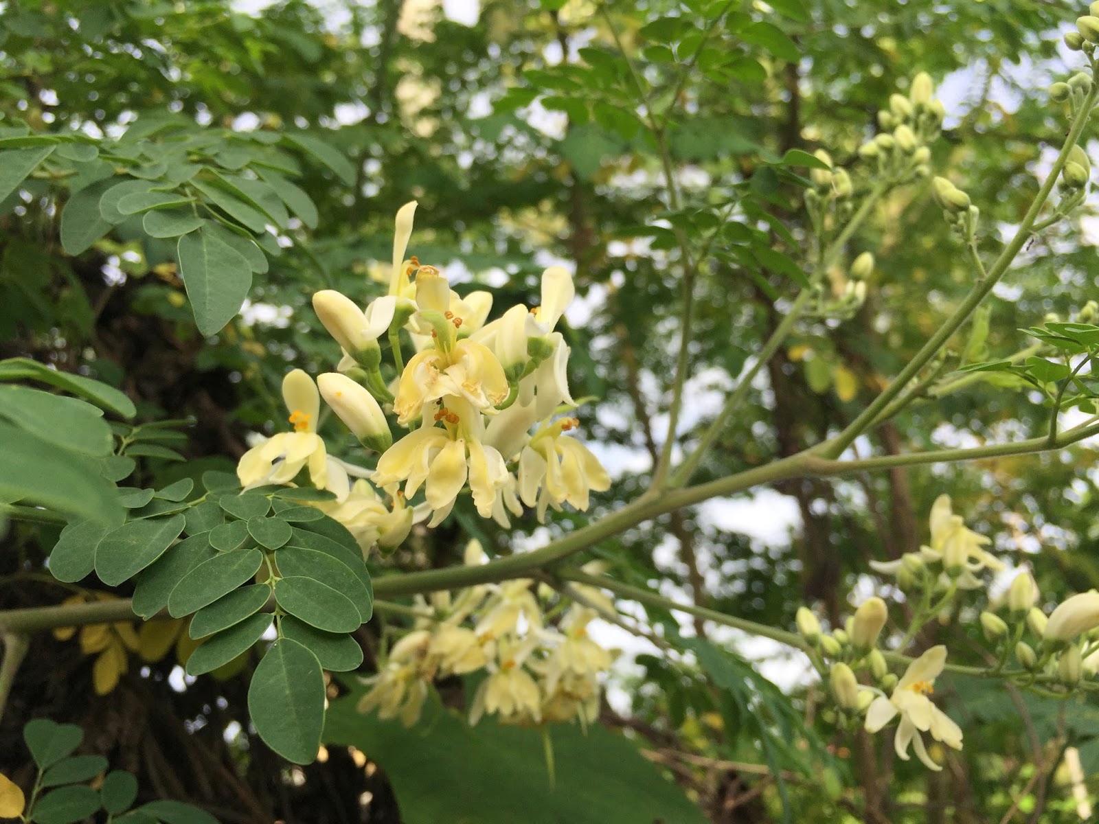 Drumstick tree (Moringa Oleifera) and its benefits for health Life