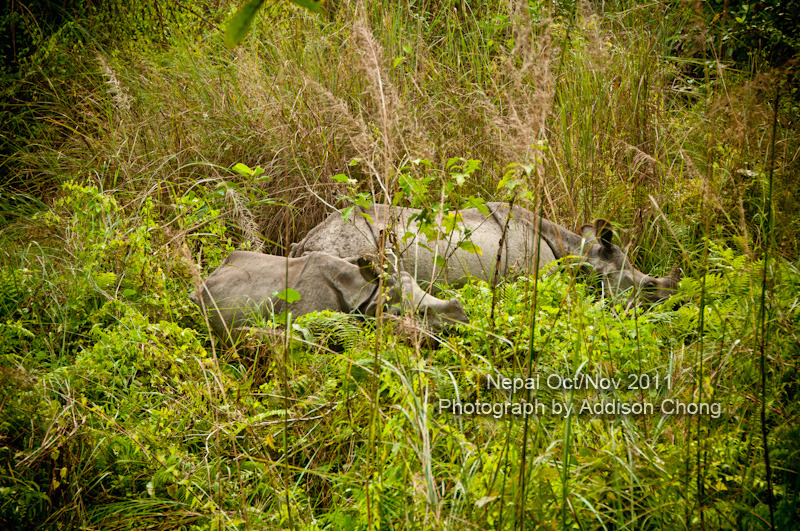 Chitwan Rhino