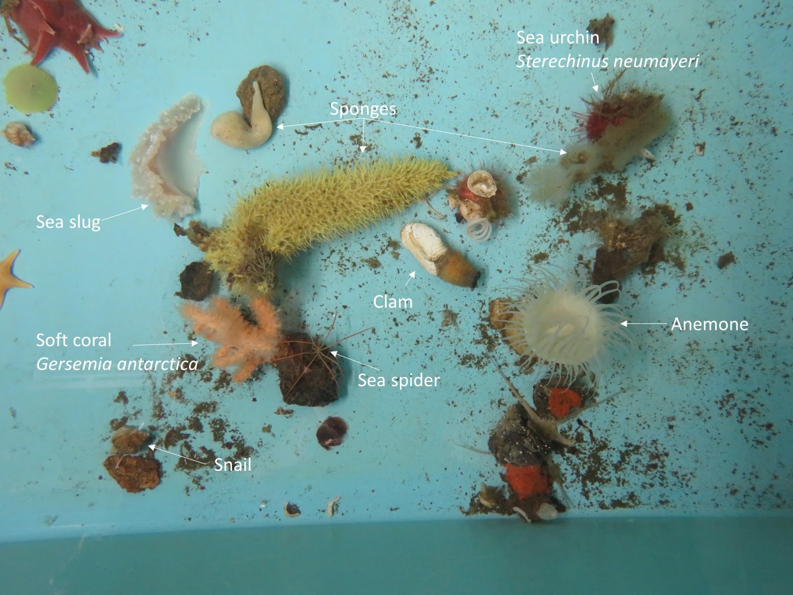 Long live polar invertebrates