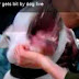 Σκυλος δαγκωσε τηλεπαρουσιαστρια στο προσωπο
