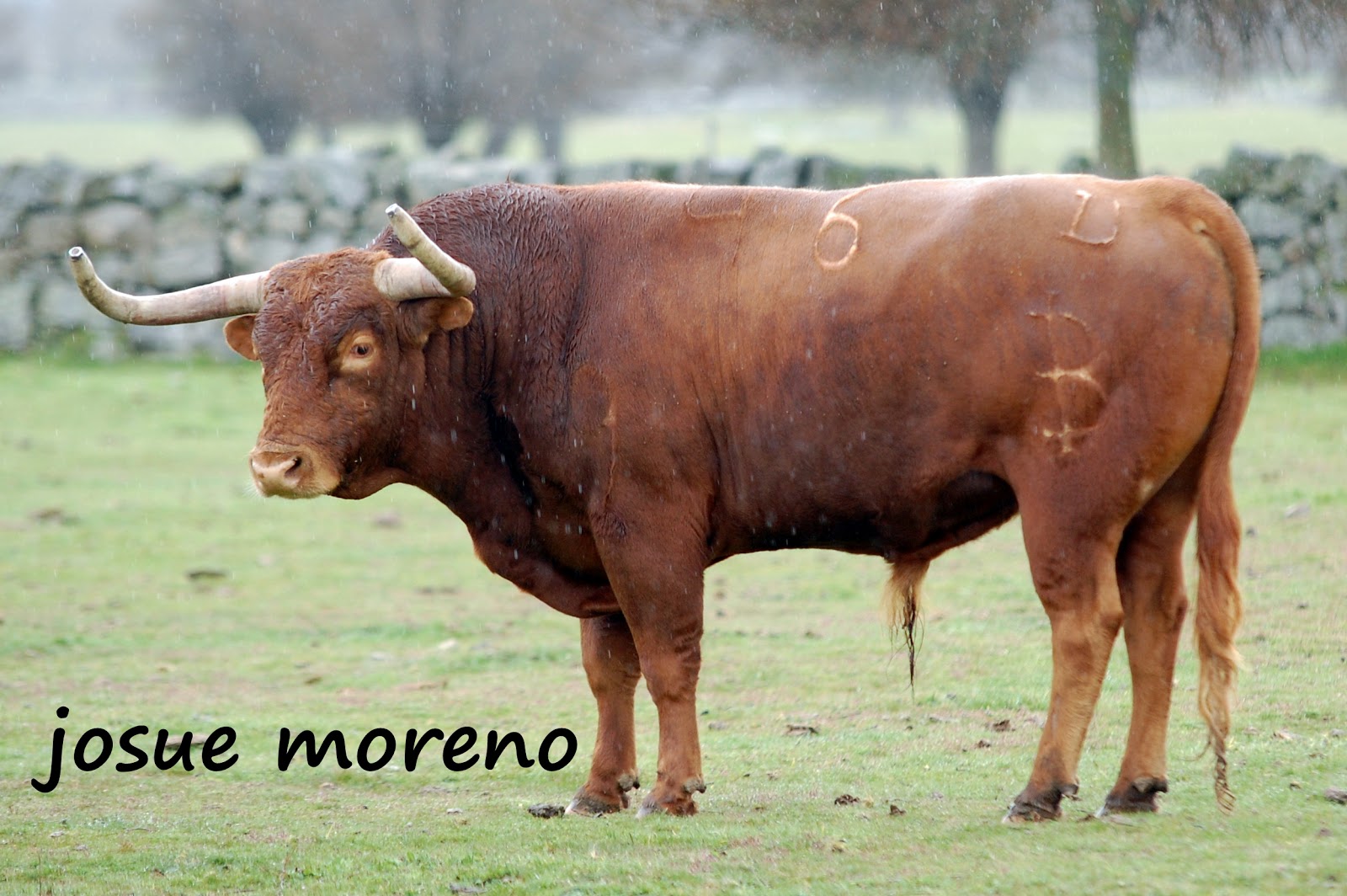 Andanada del 8 Baltasar Iban.