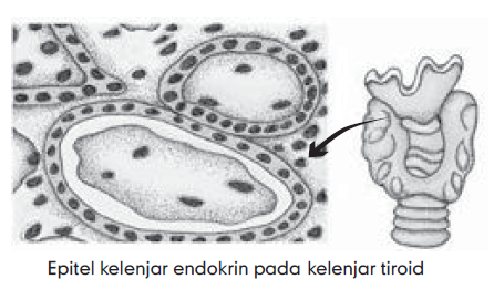 Gambar Epitel Pipih Selapis - Indonesia Page