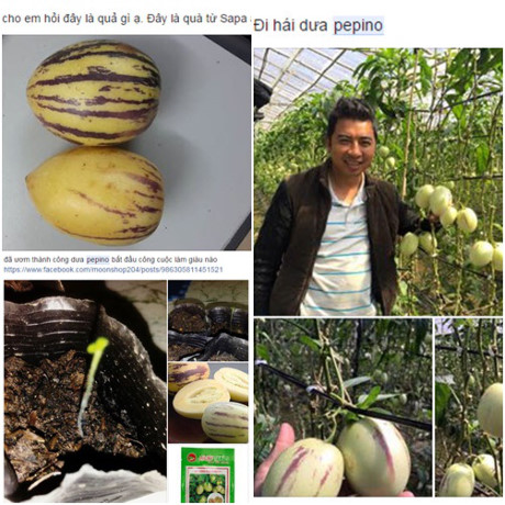 Học cách trồng dưa hấu sọc vàng đang gây sốt xình xịch - Ảnh 1 Hoc cach trong dua hau soc vang dang gay sot xinh xich - Anh 1