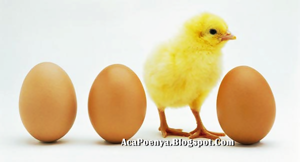 Mitos Tentang Telur Ayam Mitos Tentang Telur Ayam