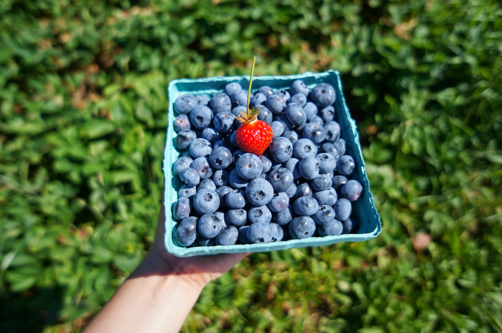 Blueberry Picking