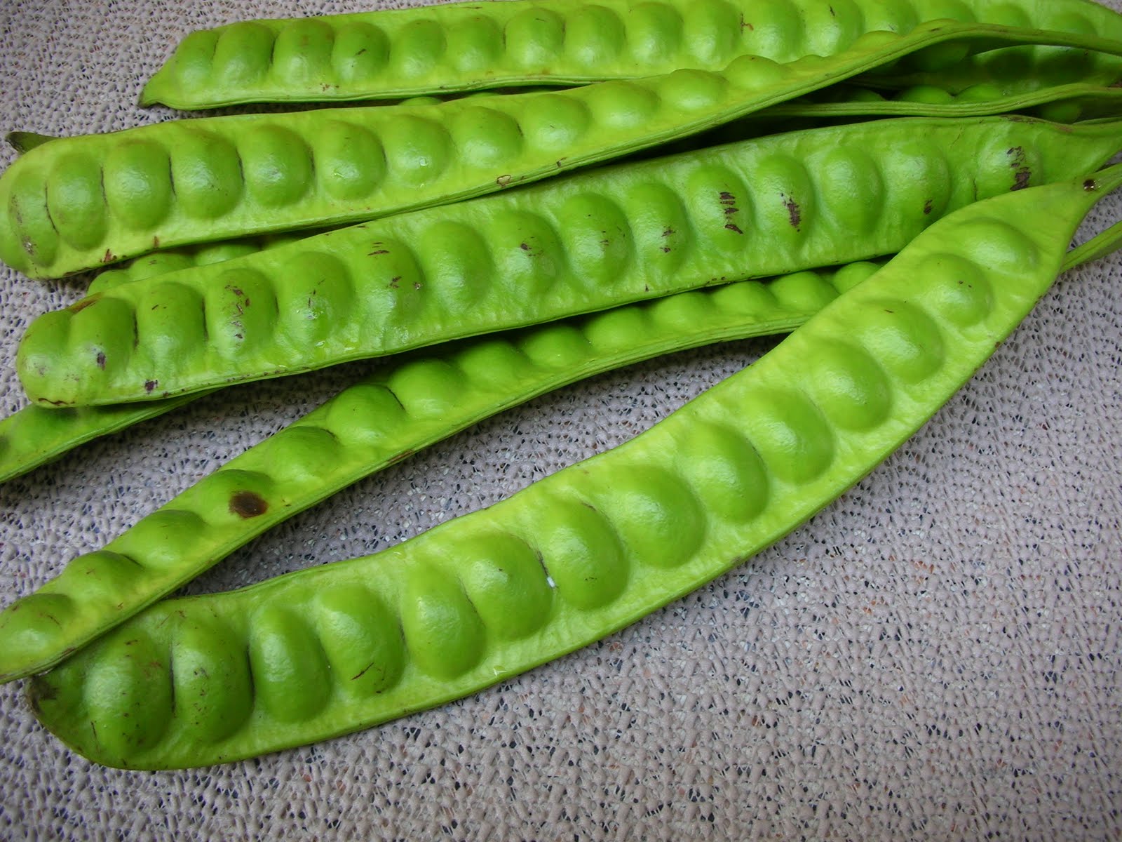 Petai Bean (Parkia speciosa) is Good For Pregnancy and Healthy Health