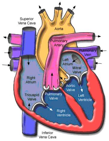 anatomi jantung heart anatomy mitral stenosis