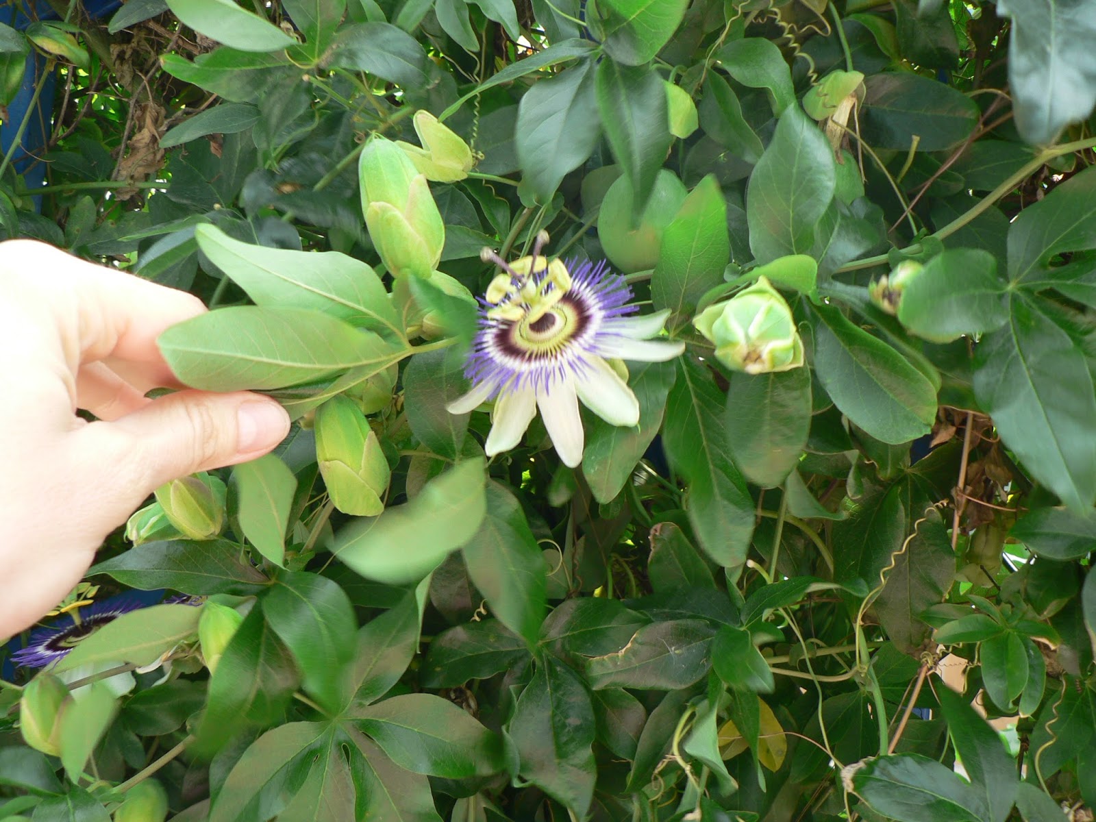 Мои нефиалки: пассифлора, глоксинии и др.