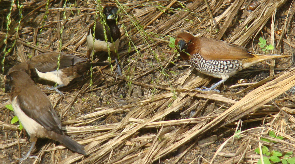 DiscoverSriLanka SRI LANKA FEEDING FINCH