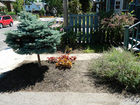 Leslieville front garden cleanup after Toronto Paul Jung Gardening Services