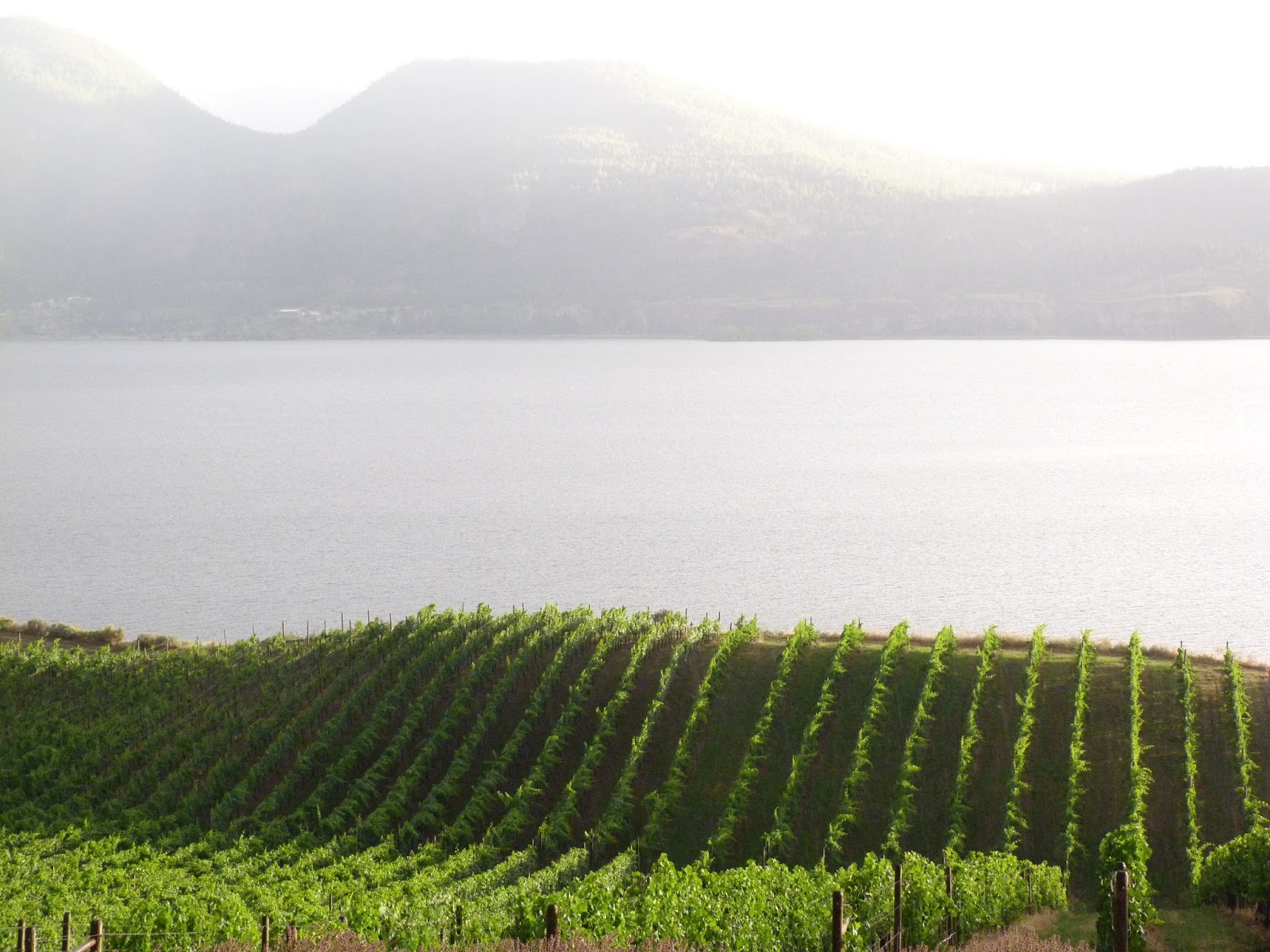 John Schreiner on wine Lake Breeze unveils MacIntyre Heritage Reserve