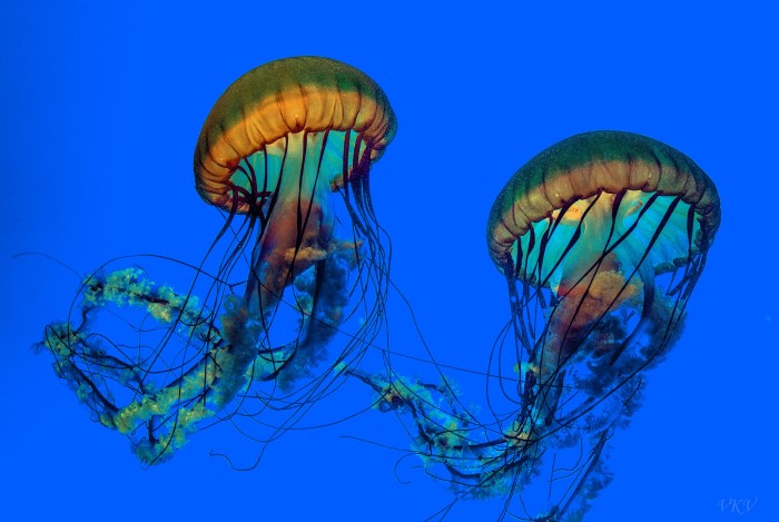 Константин Василец