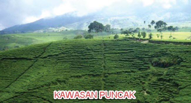 Puncak adalah sebuah kawasan wisata pegunungan yang termasuk ke dalam wilayah Kabupaten Bo Membuat Pertanyaan Teks Indahnya Kebun Teh di Puncak, Bogor