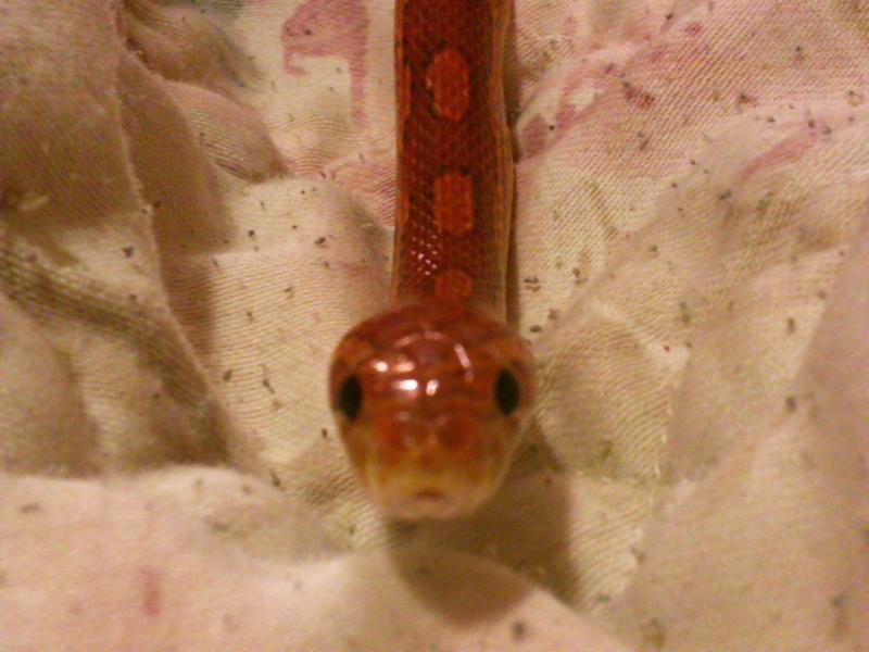 Richmond Reptile Rescue Two Blood Red Corn Snakes