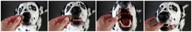 {RECIPE} "Lamburger" Meatball Dog Treats with Rosemary Dalmatian dog eating meatball dog treat