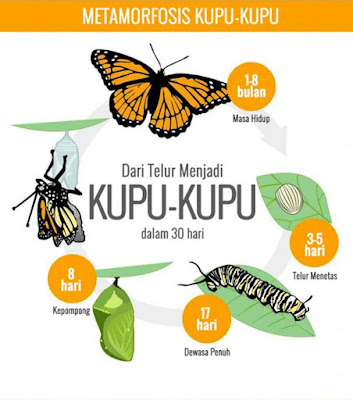 Metamorfosis Kupu - Kupu, Metamorphosis of Butterflies ...
