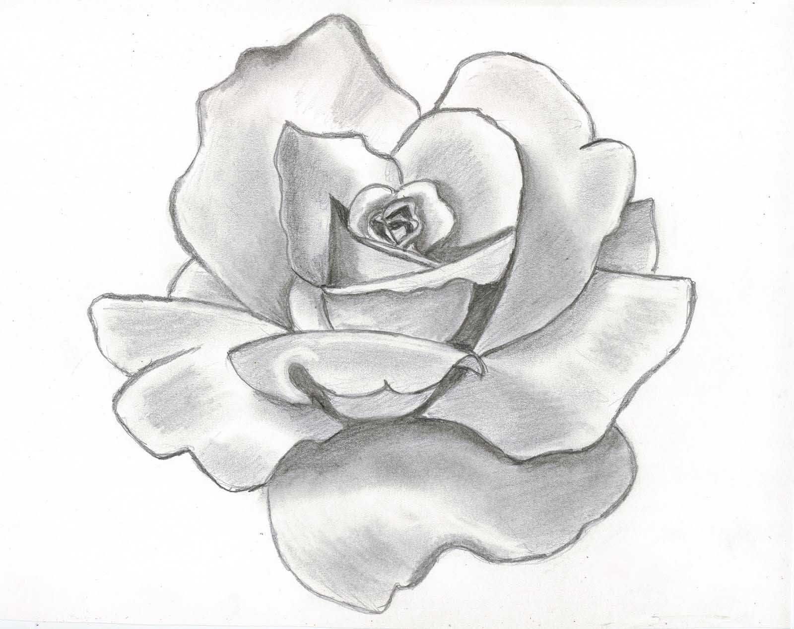 hoontoidly Roses Tumblr Drawing Images